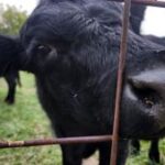 Trump pauses tariff on imported beef with pushback from ranchers, some America First advocates