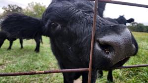 Trump pauses tariff on imported beef with pushback from ranchers, some America First advocates
