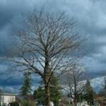 Illinois Quick Hits: SBA approves disaster declaration for 6 counties