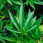 Illinois Quick Hits: State issues more medical cannabis licenses