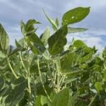 Record farm payouts come as subsidies projected to top 30% of net farm income