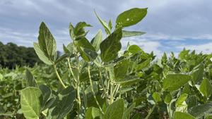 Record farm payouts come as subsidies projected to top 30% of net farm income